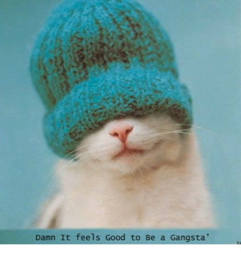 TheCoolCatFacts's profile picture. Follow for a follow back.