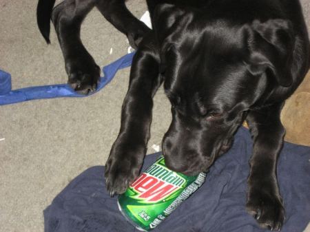 Life can't go wrong with a glass of Mountain Dew and having a dog to pet