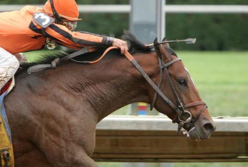 Horseplayer. That is all