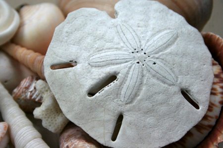 SquidllyDoo's profile picture. I'm a rancher & writer from Florida.  Love exchanging ideas, & am interested in absolutely everything! .My name is Scandinavian. It's Sanne--rhymes with Donna.