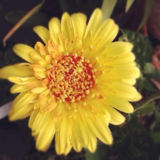 lisahartlieb's profile picture. Ask me about SIUE Successful Communities Collaborative!