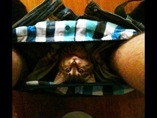 CINDYSAPS's profile picture. 