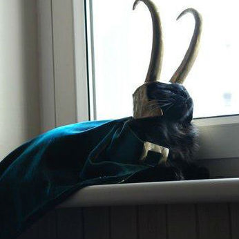 I am Lokitty, and I am burdened with glorious purrrpose!