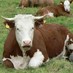 Cow in Montana (@CowInMontana) Twitter profile photo