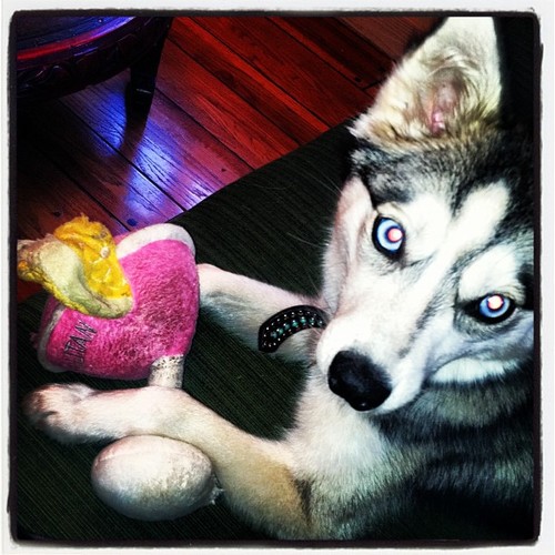 @erin_lucas Doggy here!