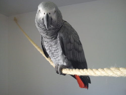 I am Kokonino and live with my mum in Llantrisant, Wales UK