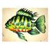 David Cecil (@davidtilapia) Twitter profile photo