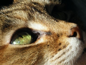 cat herder, process creator, and content lover.