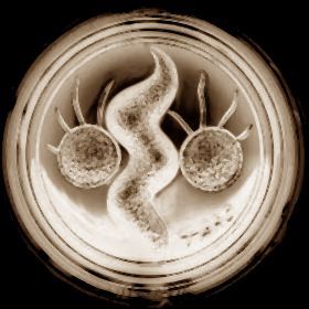 goontechan's profile picture. 日本酒とネットさえあればいいんです。