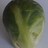 SoggySprout's profile image
