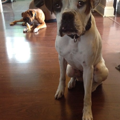 Bill_Snyder_'s profile picture. 