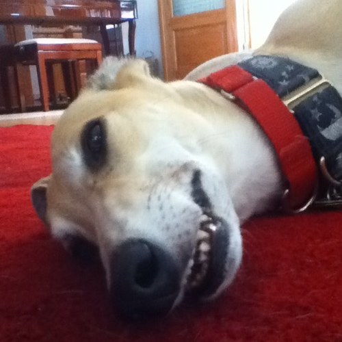 luceblue123's profile picture. 