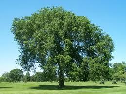 Just your common tree tweeting about life