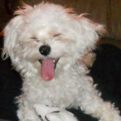PrinTess (@Im_PrinTess) | Twitter