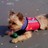 MaggieHeroDog (@maggieherodog) Twitter profile photo