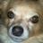 chewypomehuahua's profile image