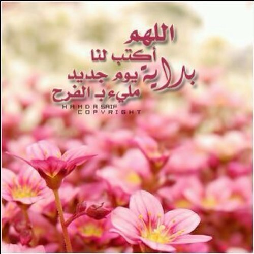 nora_n_dh's profile picture. 