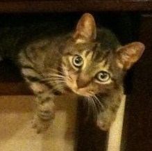 I'm a cat. I'm flawless. Follow me!





My daddy is @JacksonRathbone
