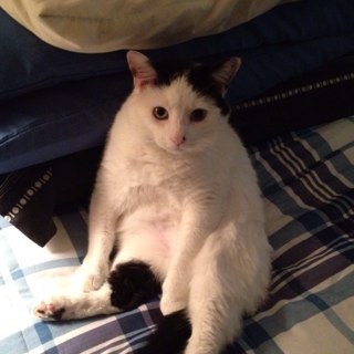 DonnaCalahan1's profile picture. disabled housewife, a husband, a grown son & 5 animals. looking for social contact