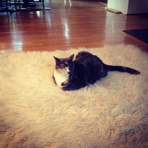 I am a cat who likes Pizza and money. I work out. watch out ladies