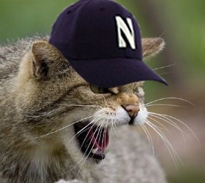 Go 'Cats!