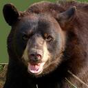 dan newbrough - @prhsfootball - Twitter