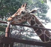 yatyayatyayatya's profile picture. 理系♀。サイエンスは楽しい！関係ない呟きばかり。 ポケモンgo やゼルダの伝説で遊んでまする