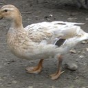 D - @DanielRookeFake - Twitter