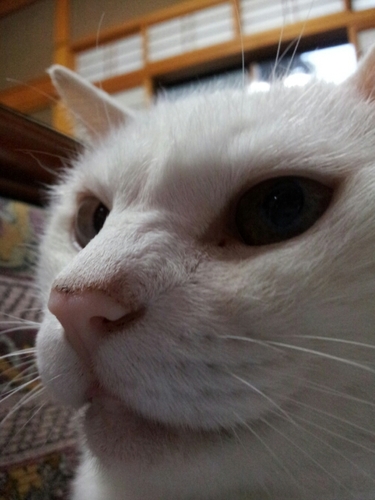 ねこ