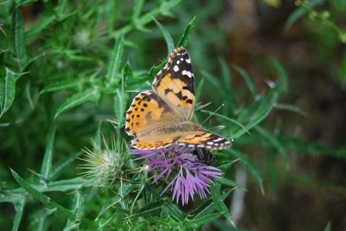 JeanKallmann's profile picture. 