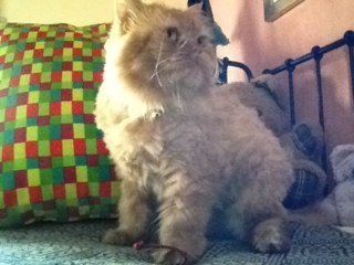 IsabellaV's profile picture. 