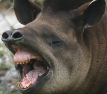 TroubledTapir's profile picture. Your daily live coverage of everything happening in the Brazilian Amazon rainforest. Don't expect me to be professional, I'm a tapir! #TeamTapir