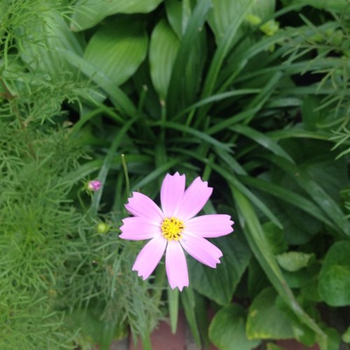 HYPA_sim's profile picture. 