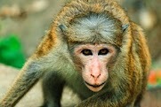 vous aimez les singe poilu ??? jen suis un et jen suis fier. suivé moi si vous aimez les singe poilu. très poilu. tellement que vous en avez la chair de poule.