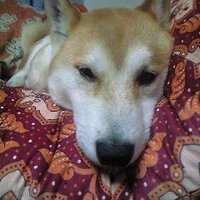 火瞬🌗かしゅん (@kasyun) 's Twitter Profile