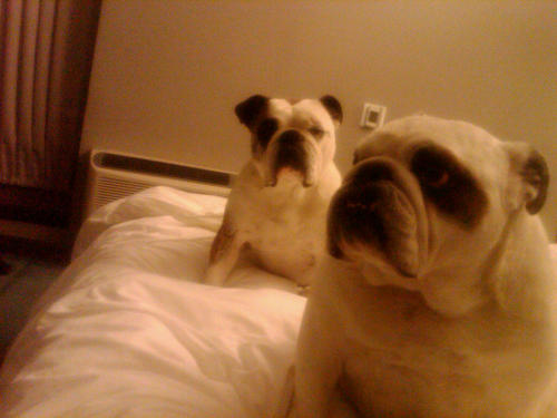 food, wine, bulldogs, and travel geek.  But do not get paid for all of the above.