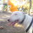 Sifuese's profile image