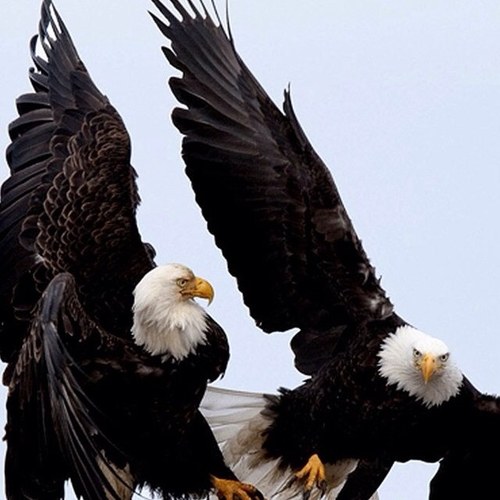 ChefBJ31's profile picture. 