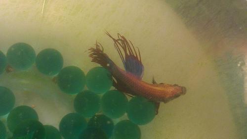 DrinkLykeAFish's profile picture. I'm still here.