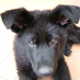 Gary Pratt (@trainyourk9) Twitter profile photo