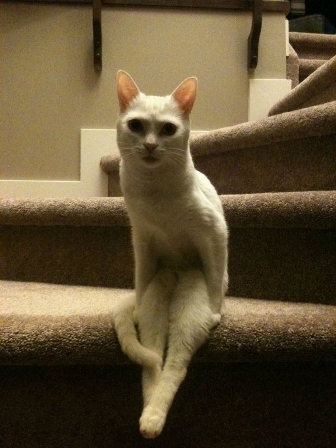 I'm the pussycat, annabeth's big baby.
