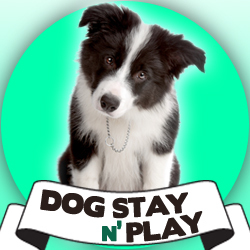 DogStayNPlay is an online store that specialises in selling the best technologies available for training and containing dogs and cats.