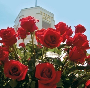 run4roses132's profile picture. 