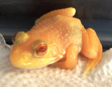 AlbinoFrog's profile picture. I am a bullfrog.