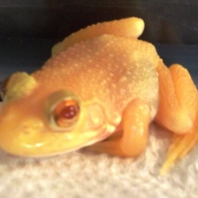 Albino Frog on Twitter: "@tweetypie54 Thanks for the #WateryWednesday