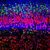 Young-Pearse Lab (@youngpearselab) Twitter profile photo Young-Pearse Lab (@youngpearselab) Twitter profile photo