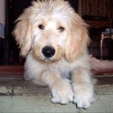 Robert Bernier - @bernier_robert - Twitter