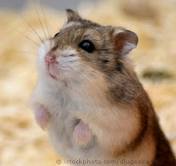 HamsterMundo's profile picture. 