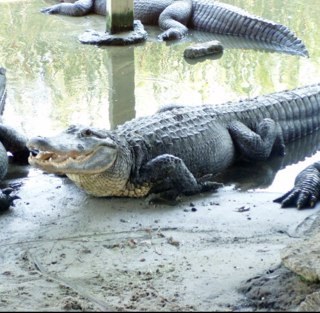 eyecu812's profile picture. 