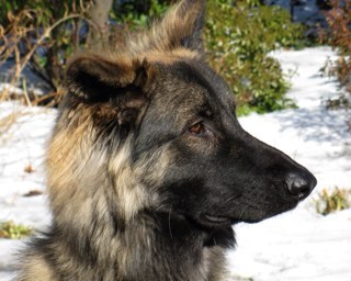 davsig's profile picture. 